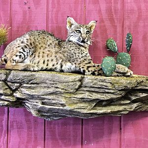 Bobcat Full Mount Taxidermy