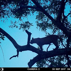 Trail Cam Leopard Tanzania