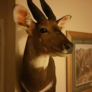 Bushbuck Shoulder Mount Taxidermy