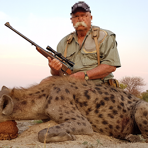 Hunting Spotted Hyena