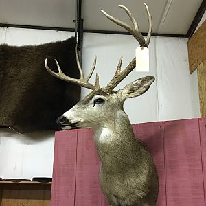 Deer Shoulder Mount Taxidermy