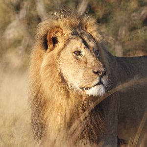 Lion in Zimbabwe