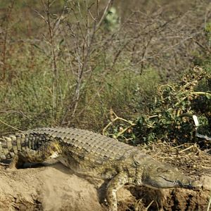 Crocodile in Zimbabwe