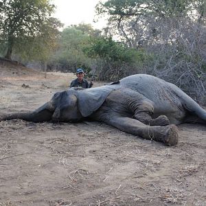 Zimbabwe Hunting Elephant