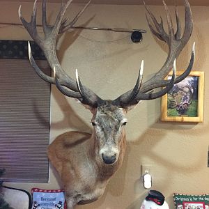 Red Stag Shoulder Mount Taxidermy