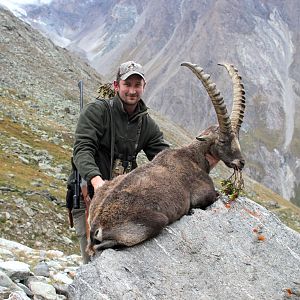 Alpine Ibex