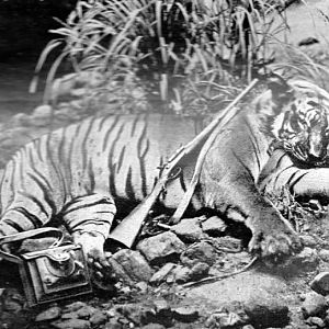 India Nilgiris Wiele Luckvalley Tiger Hunt