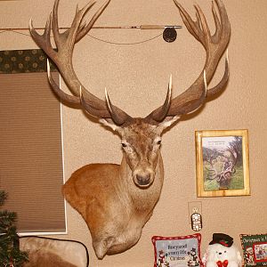 Red Stag Shoulder Mount Taxidermy