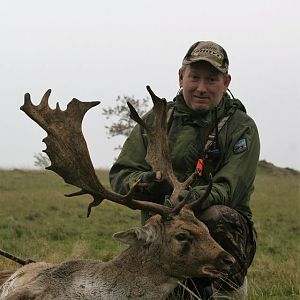 Fallow deer  Denmark