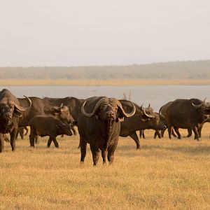 Cape Buffalo in South Africa