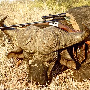 Mpumalanga South Africa Hunting Buffalo