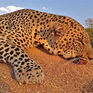 Leopard Hunt Lebombo Mozambique