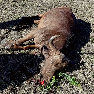 Cape Buffalo Cow Hunt South Africa