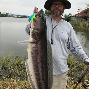 Thailand snakehead