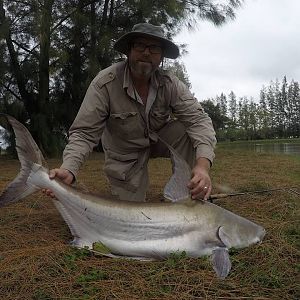 Small chaophraya catfish