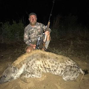 Spotted Hyena Hunting Zimbabwe