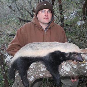African Honey Badger Hunt in South Africa