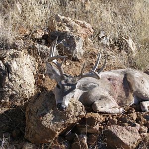 Coues Deer Hunt