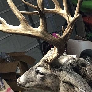 South Texas Whitetail Deer Shoulder Mount Taxidermy