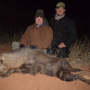 Hunt Brown Hyena in South Africa