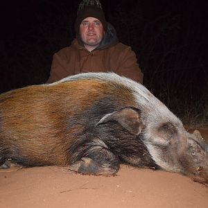 South Africa Hunt Bushpig