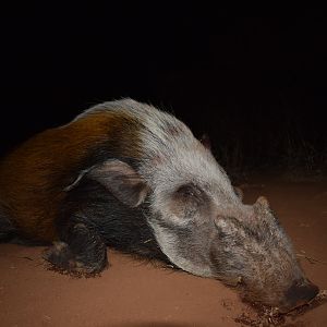 Bushpig Hunting in South Africa