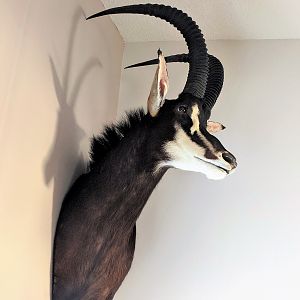 Sable Antelope Shoulder Mount Taxidermy