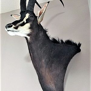 Sable Antelope Shoulder Mount Taxidermy