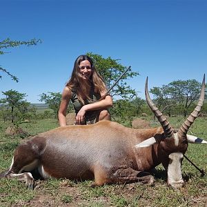 Hunting Blesbok South Africa