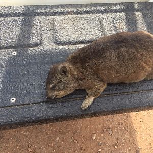 Rock Dassie Hunt South Africa