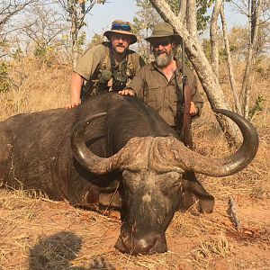 Hunt Buffalo Zimbabwe