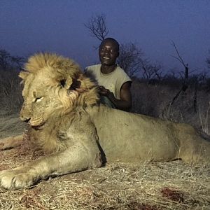 Lion Hunt in Zimbabwe