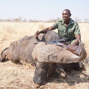 Zimbabwe Hunting Buffalo