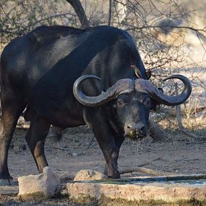 Cape Buffalo