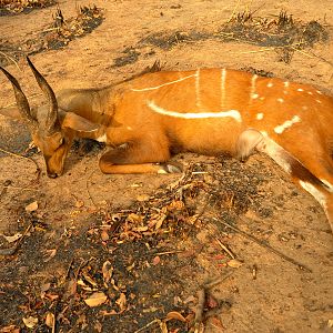 Hunting Harnessed Bushbuck Benin