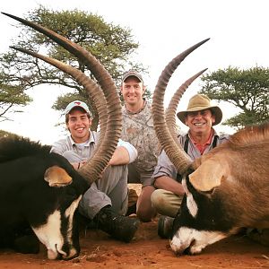 Sable Antelope & Roan Hunt in South Africa