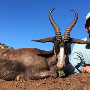 Black Springbok Hunting in South Africa