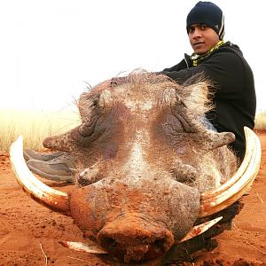 South Africa Hunt Warthog