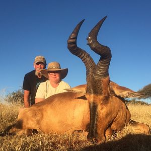 Red Hartebeest Hunting in South Africa