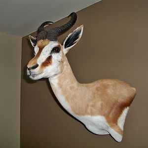 Springbok Shoulder Mount Taxidermy