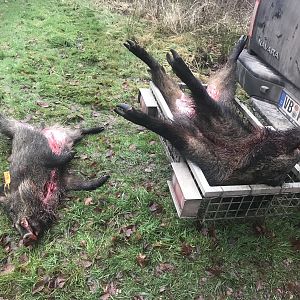 Hunting Hog in Germany