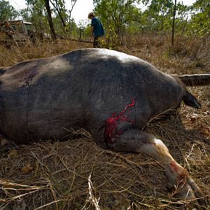 Asiatic Water Buffalo Hunt