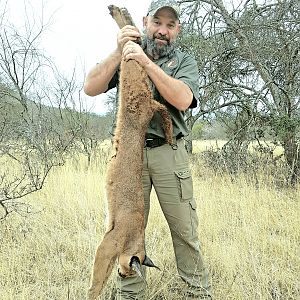 Caracal Hunting South Africa