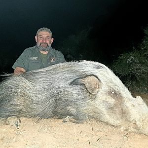 Hunting Bushpig in South Africa