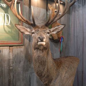 Red stag from Denmark