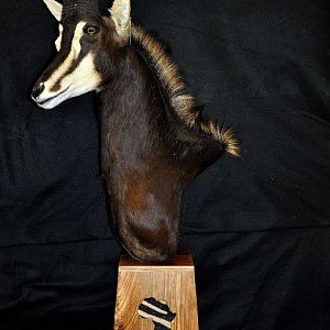 Sable Antelope Shoulder Mount Pedestal Taxidermy