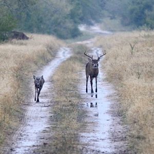 Whitetail Deer