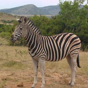 Burchell's Plain Zebra Pilanesberg Park South Africa