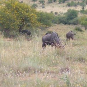 Blue Wildebeest Pilanesberg Park South Africa