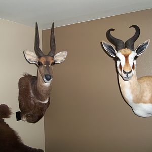 Bushbuck & Springbok Shoulder Mount Taxidermy